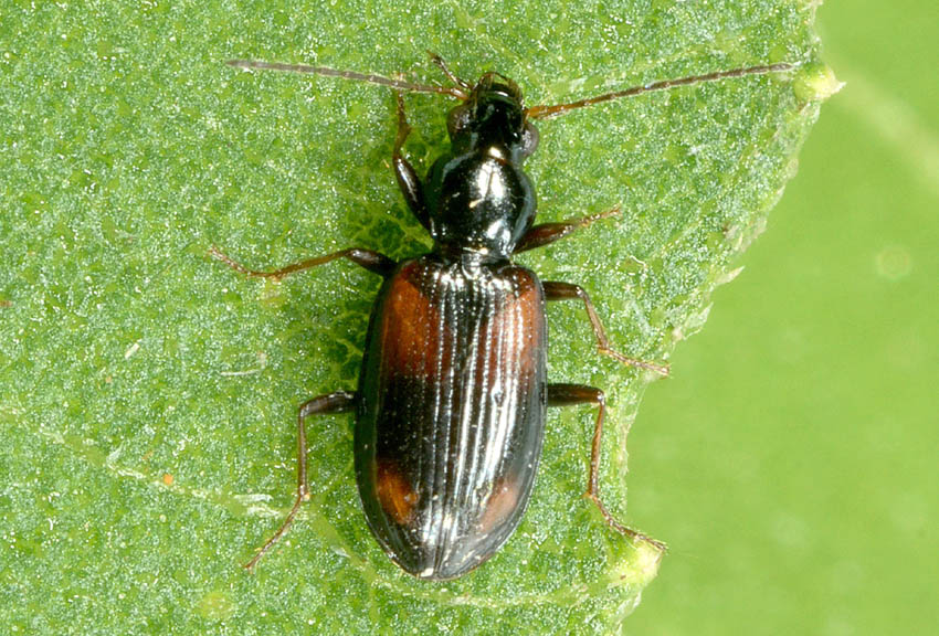 Carabidae:  Ocydromus (Euperyphus) scapularis e Ocydromus (Peryphus) sp.